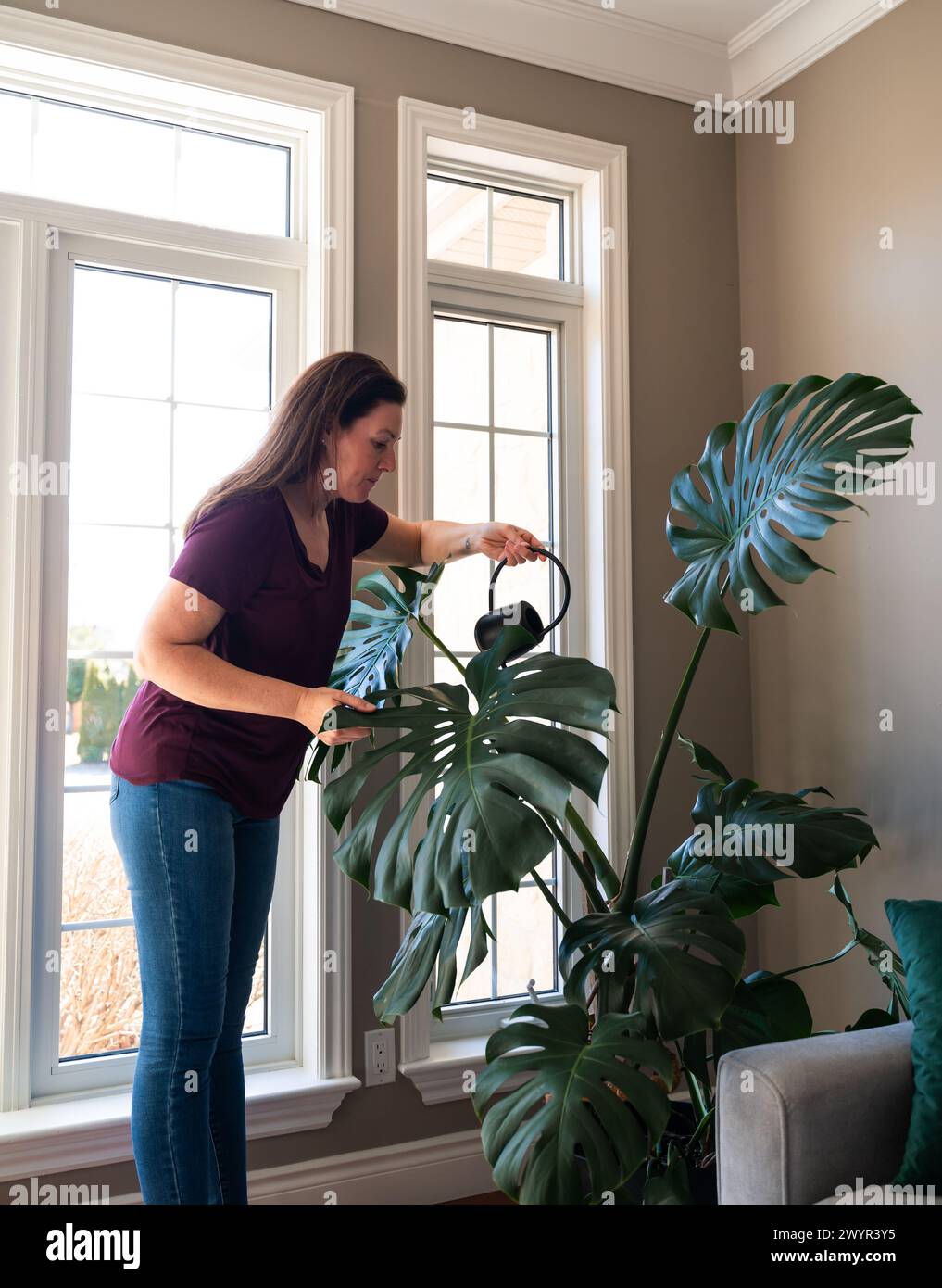 Frau, die große Monsterapflanze im Wohnzimmer zu Hause bewässert. Stockfoto