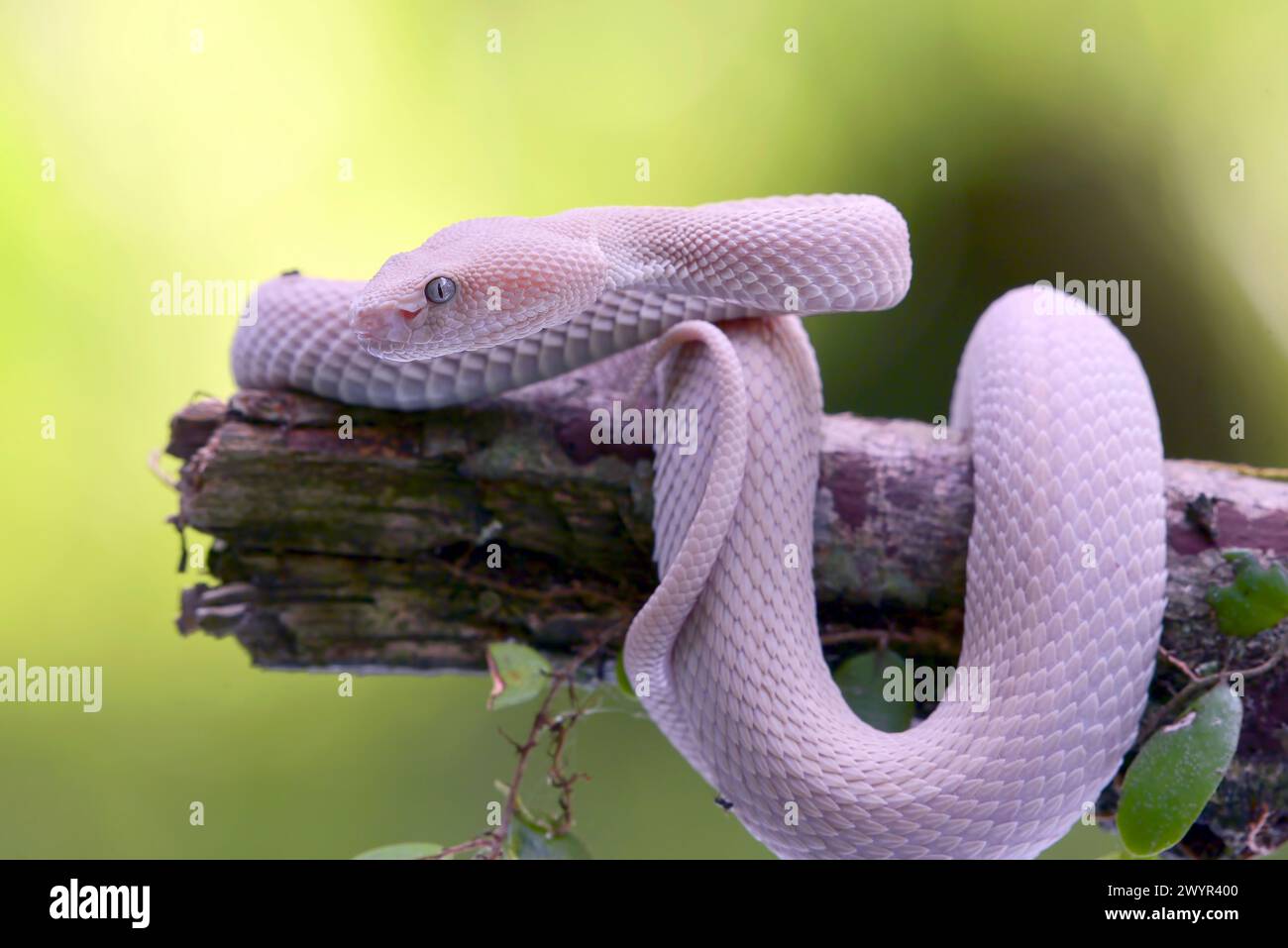 Kleine Sunda-Grubenviper (Trimeresurus insularis) an einem Baumzweig Stockfoto