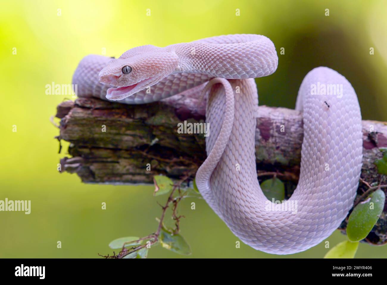 Kleine Sunda-Grubenviper (Trimeresurus insularis) an einem Baumzweig Stockfoto
