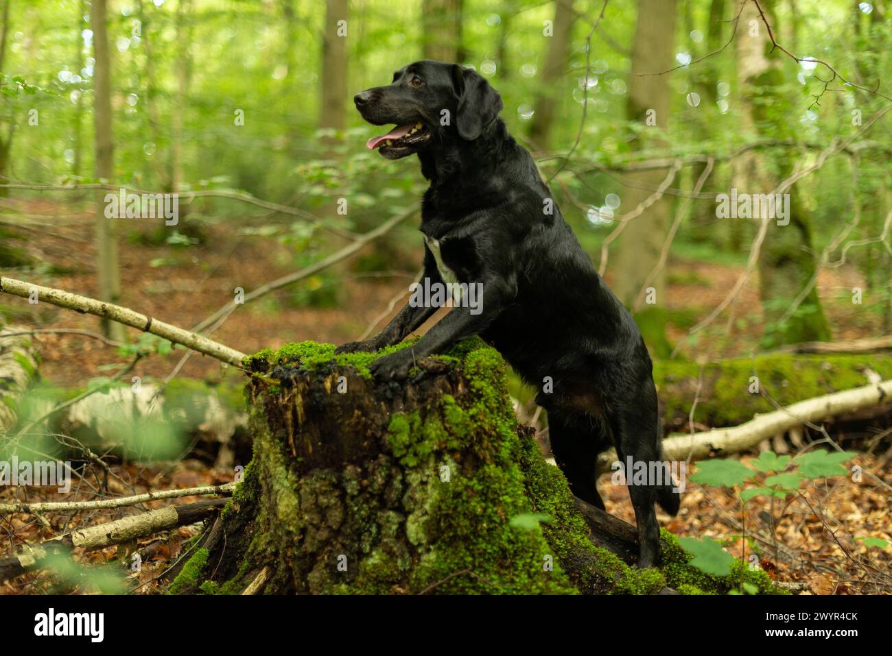 Warnender schwarzer Hund posiert auf einem moosbedeckten Stumpf in einem üppigen Wald Stockfoto