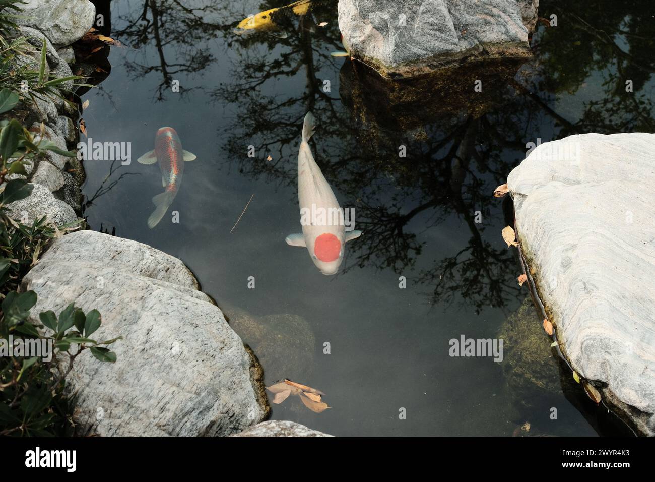 Der Koi in einem japanischen Garten Stockfoto