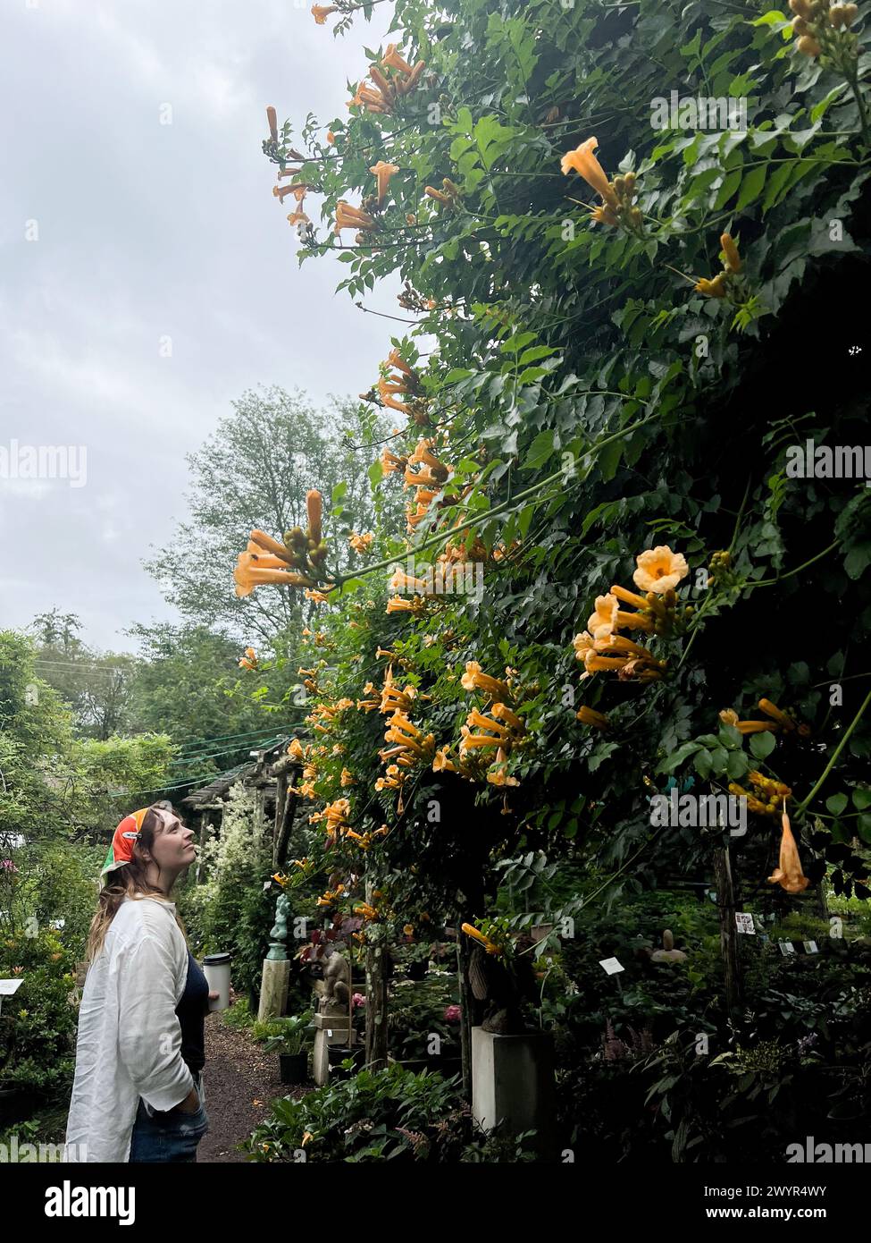 Bewundern Sie lebendige Blumen in einem ruhigen Garten Stockfoto