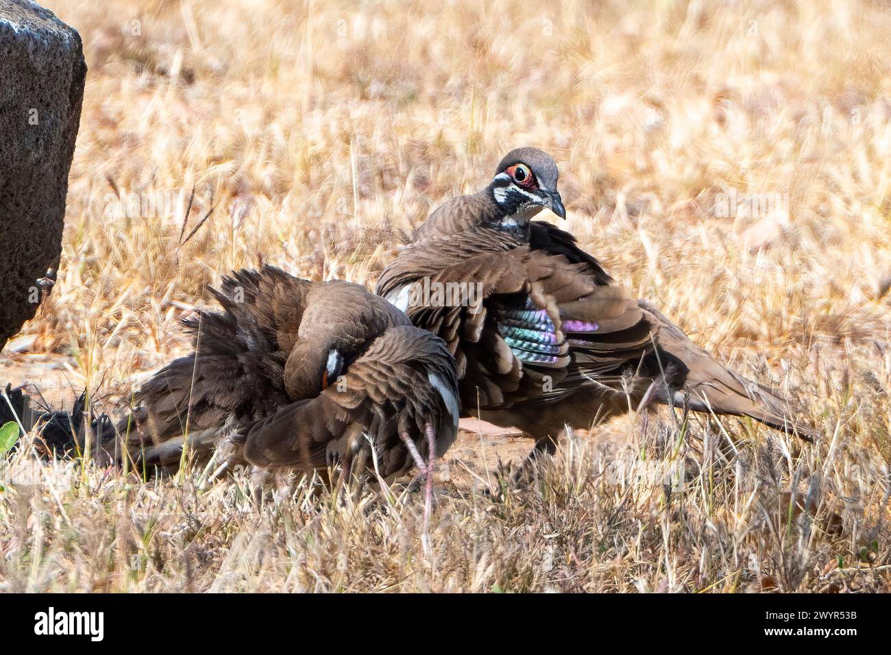 Ein Paar Squatter Tauben (Geophaps scripta) Preening, Chillagoe, Queensland, QLD, Australien Stockfoto