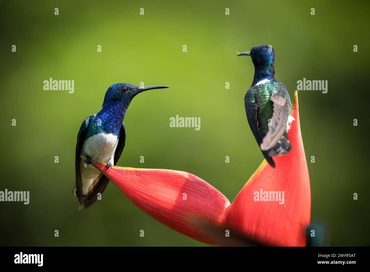 Weisshalsiger Jakobiner Kolibri, Tieflandregenwald, Sarapiquí, Costa Rica, Mittelamerika Stockfoto