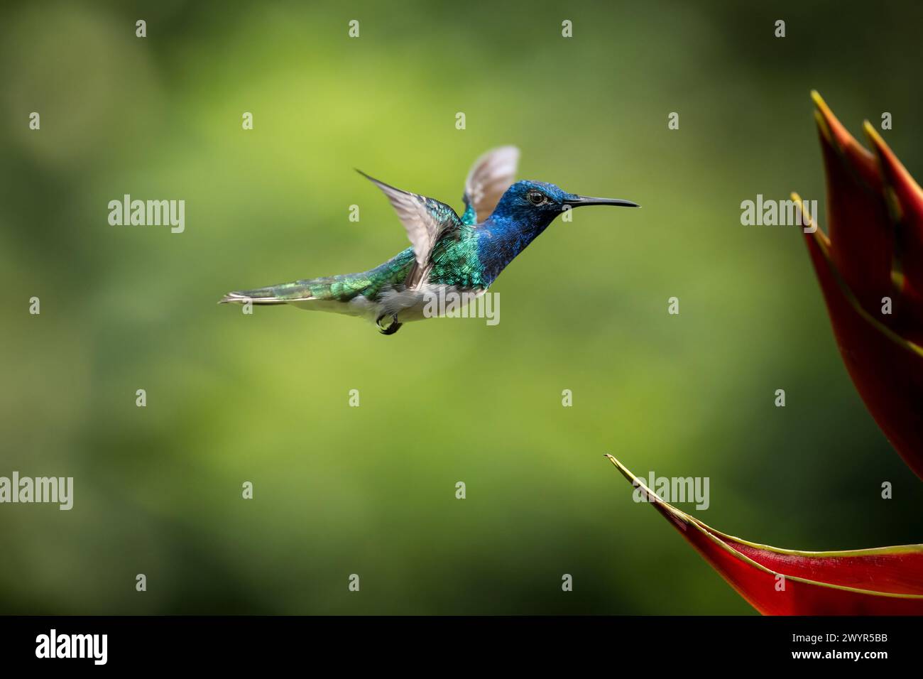 Weisshalsiger Jakobiner Kolibri, Tieflandregenwald, Sarapiquí, Costa Rica, Mittelamerika Stockfoto
