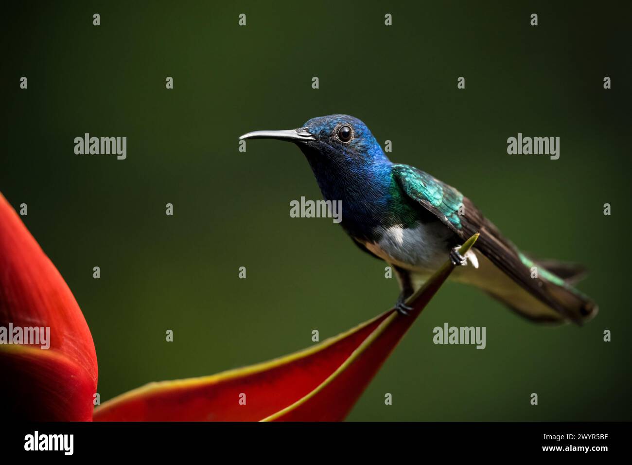 Weisshalsiger Jakobiner Kolibri, Tieflandregenwald, Sarapiquí, Costa Rica, Mittelamerika Stockfoto