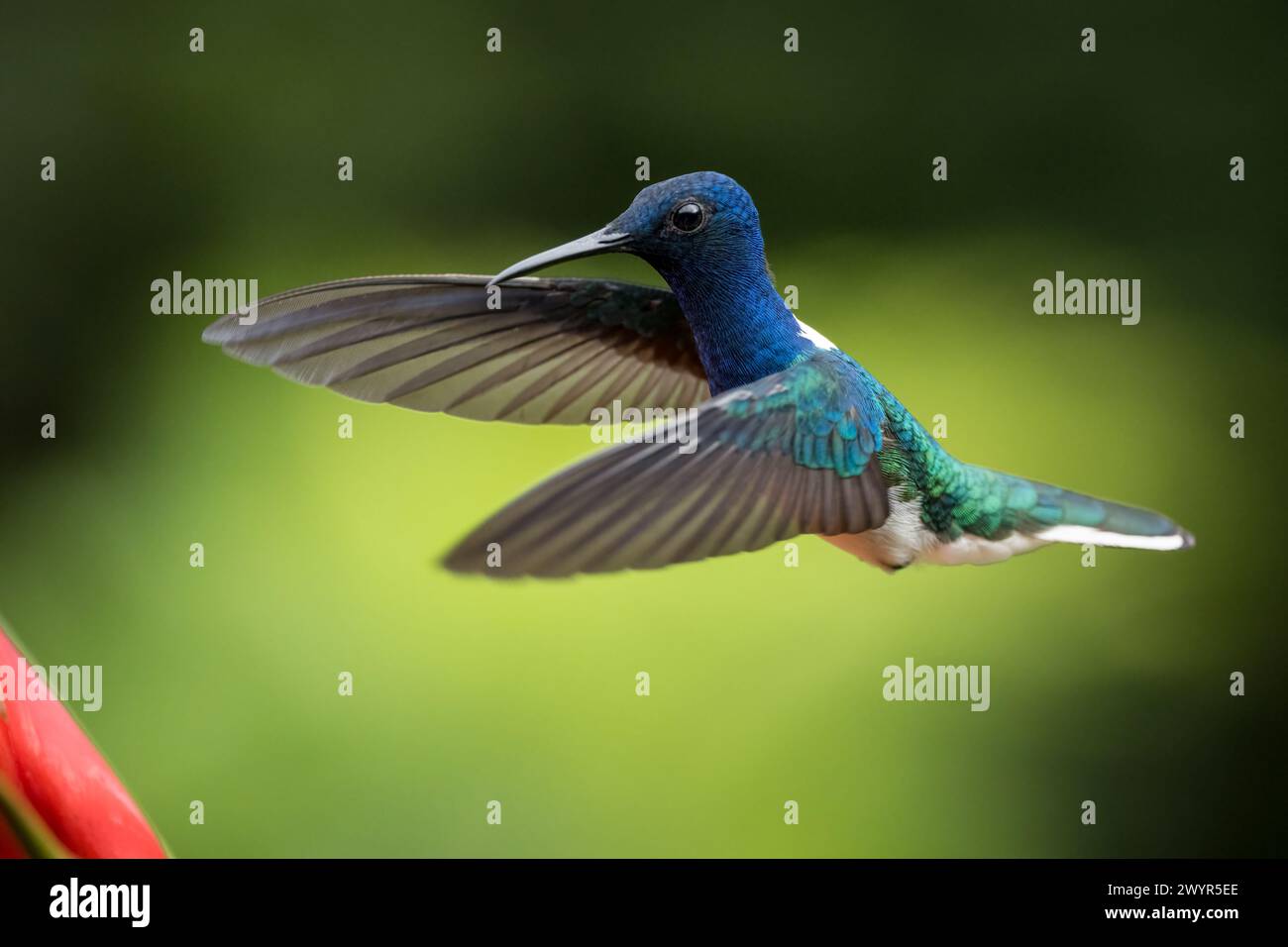 Weisshalsiger Jakobiner Kolibri, Tieflandregenwald, Sarapiquí, Costa Rica, Mittelamerika Stockfoto