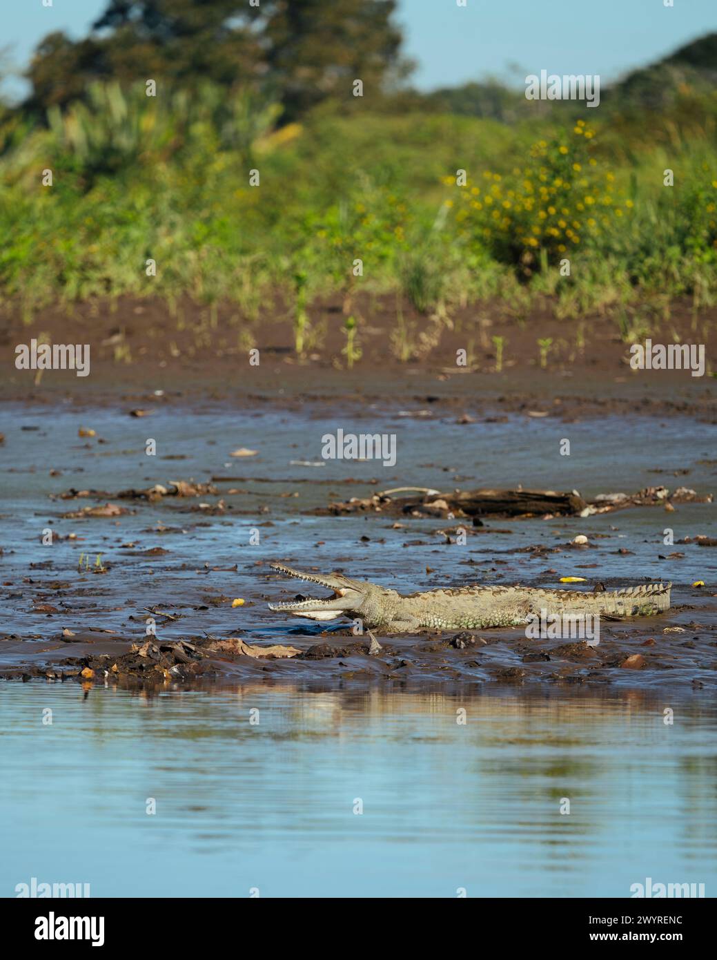 Amerikanisches Krokodil (Crocodylus acutus), Tarcoles River, Garabito, Provinz Puntarenas, Costa Rica, Zentralamerika Stockfoto
