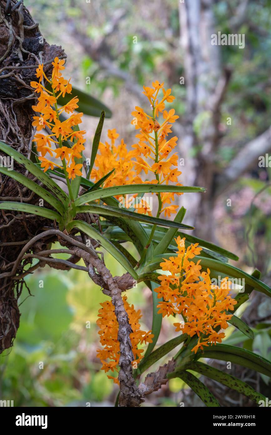 Nahaufnahme von Asco-Centrum-miniatum-epiphytischen Orchideenarten mit Orangenblüten im tropischen Garten Stockfoto