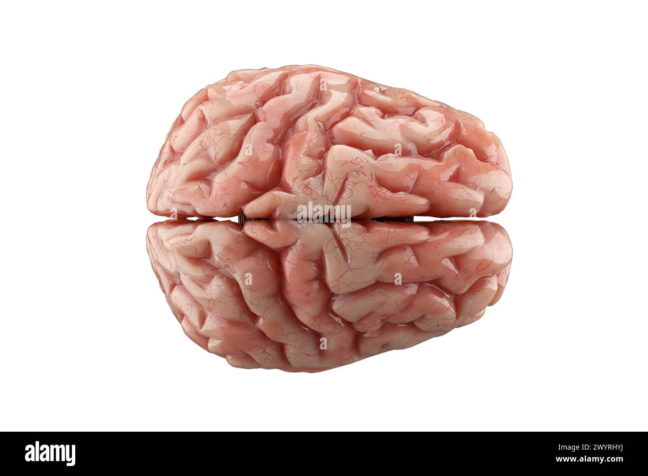 Menschliches Gehirn isoliert auf weißem Hintergrund. Denken, psychische Gesundheit, Neurologie und künstliche Intelligenz. 3D-Rendering. Stockfoto