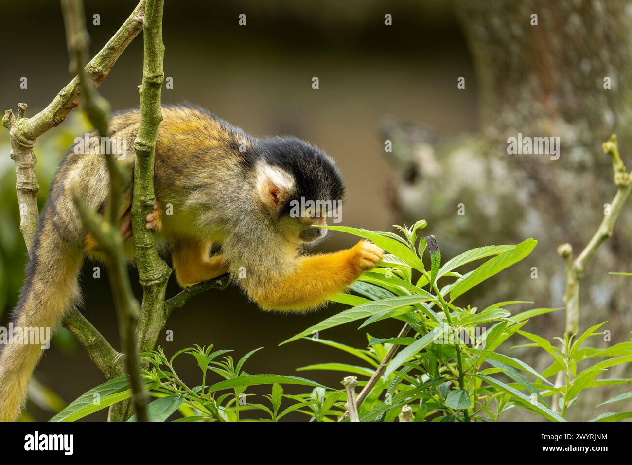 Ein Eichhörnchenaffe mit schwarzem Kappe, der auf einem Baum sitzt und neugierig im Zoo von Taipeh ist. Stockfoto