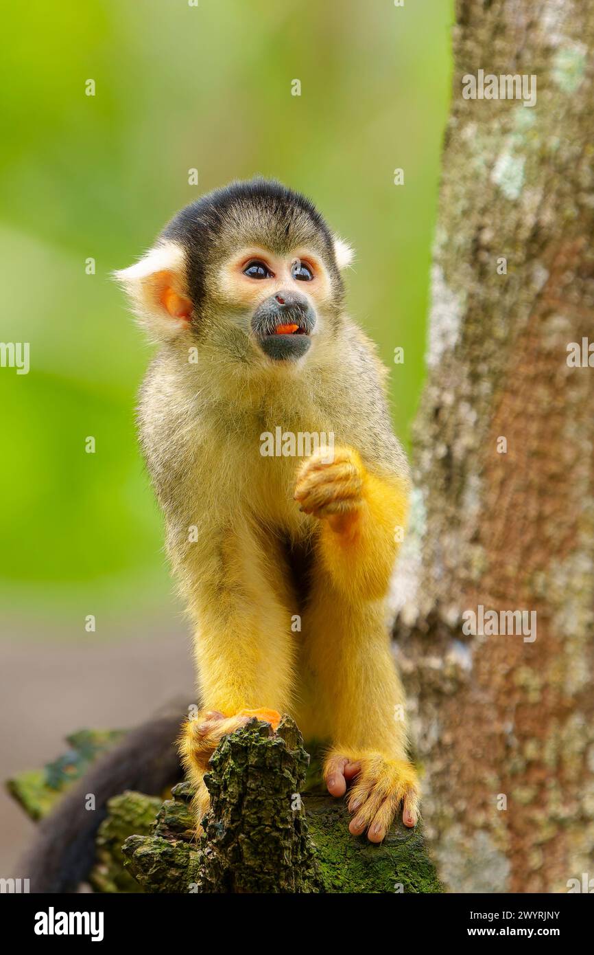 Ein Eichhörnchenaffe mit schwarzem Deckel sitzt auf einem Baum und isst Früchte und ist neugierig im Zoo von Taipei Stockfoto