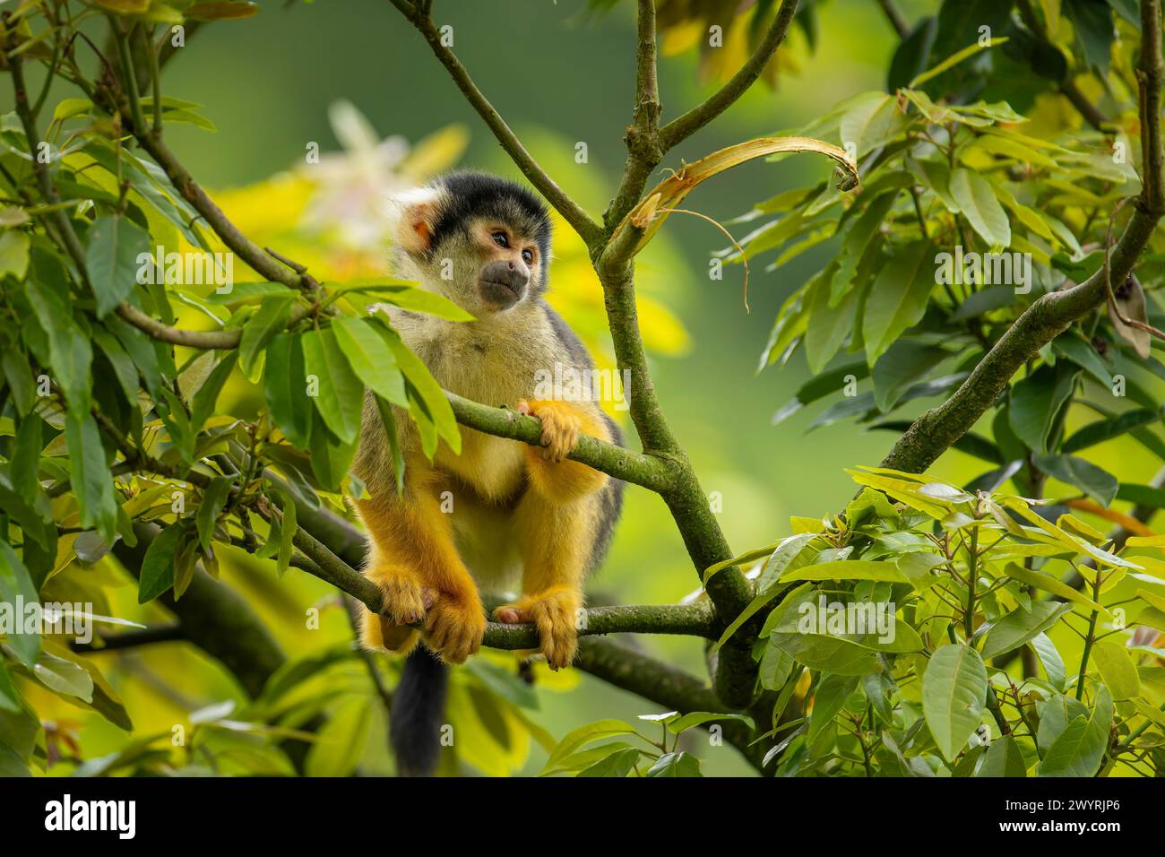 Ein Eichhörnchenaffe mit schwarzem Deckel, der auf einem Baum im Zoo von Taipei sitzt Stockfoto