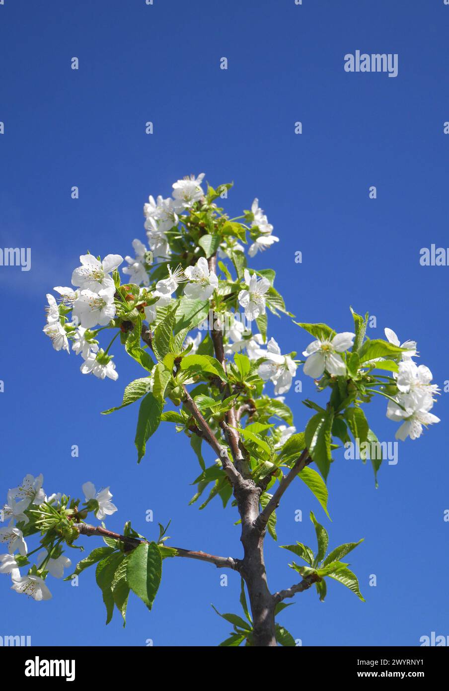 Blüte auf einem Sauerkirschbaum (Prunus cerasus), Komitat Pest, Ungarn Stockfoto