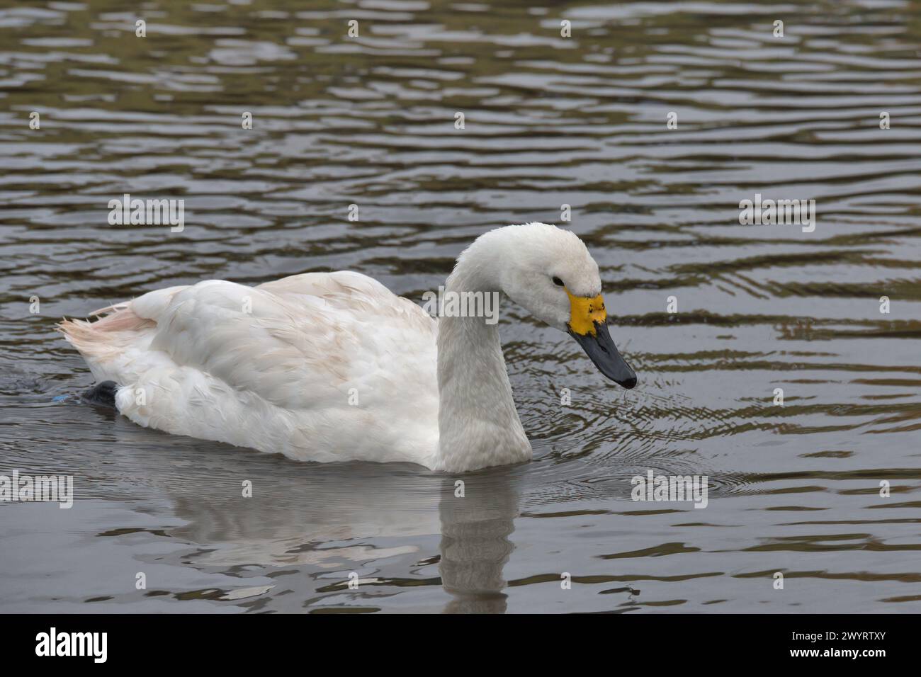 Singschwan Cygnus cygnus Stockfoto