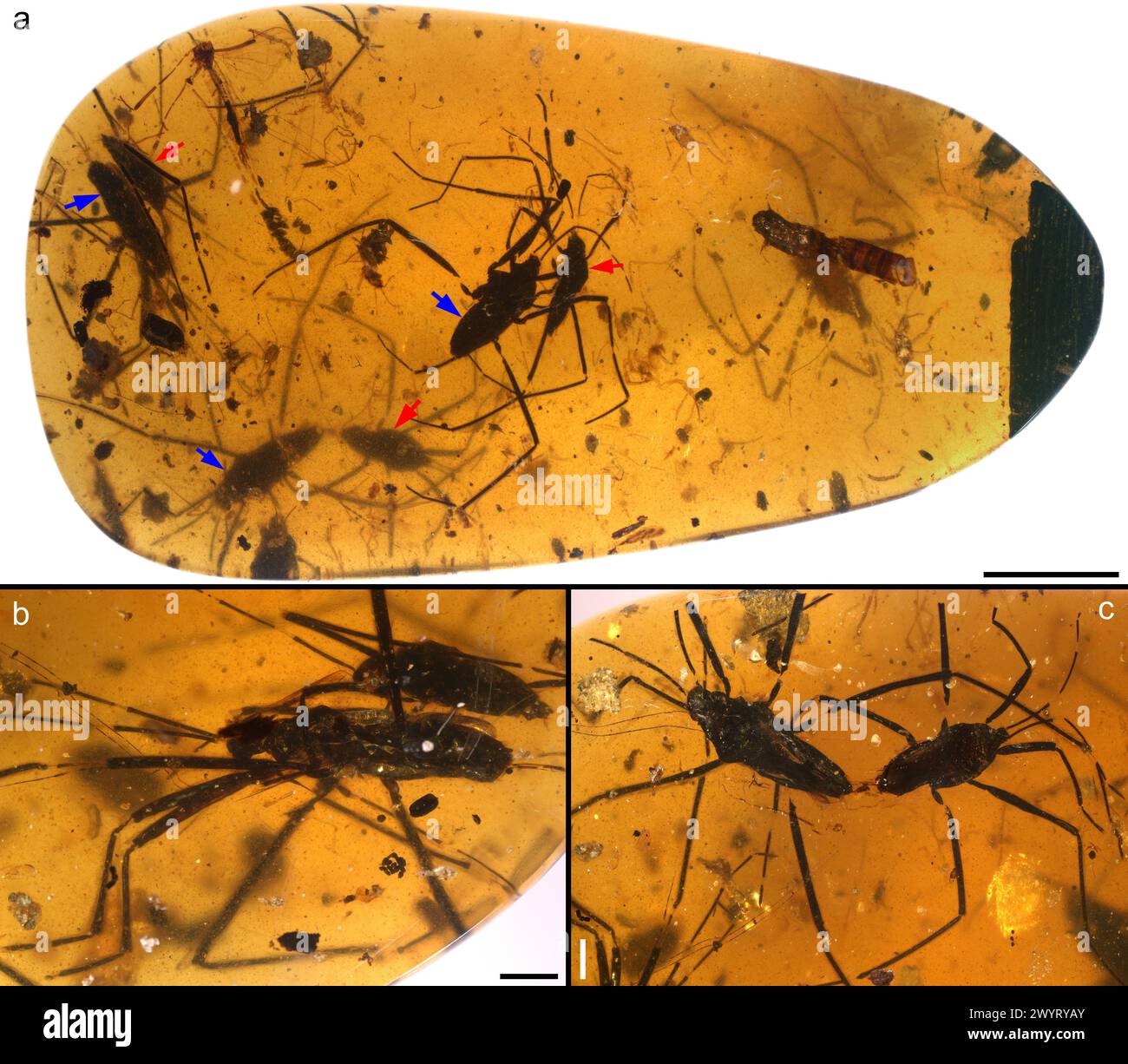 (240408) -- PEKING, 8. April 2024 (Xinhua) -- diese Kombi-Photomikrographie des Nanjing-Instituts für Geologie und Paläontologie, Chinesische Akademie der Wissenschaften (NIGPAS) zeigt Details von Wasserstreifern, die in Bernstein eingeschlossen sind. „Chinesische Forscher zeigen Paarungsdynamik von alten Insekten in Bernstein auf“ (NIGPAS/Handout via Xinhua) Stockfoto