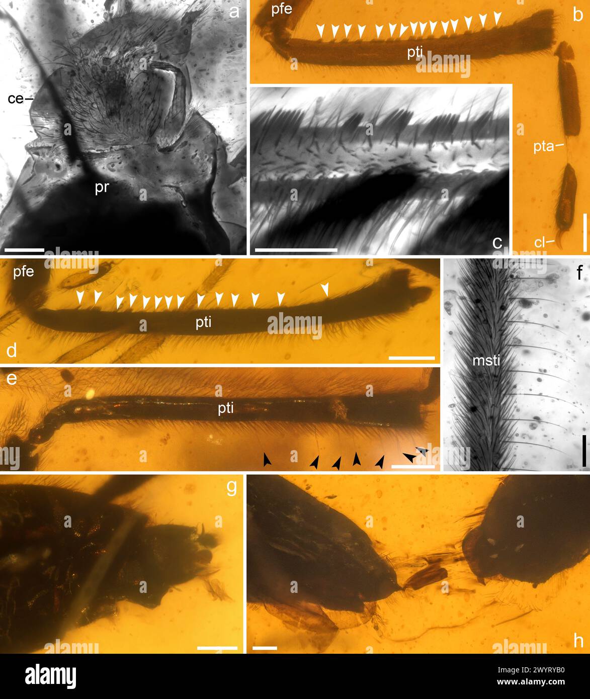 (240408) -- PEKING, 8. April 2024 (Xinhua) -- diese Kombi-Photomikrographie des Nanjing-Instituts für Geologie und Paläontologie, Chinesische Akademie der Wissenschaften (NIGPAS) zeigt Details von Wasserstreifern, die in Bernstein eingeschlossen sind. „Chinesische Forscher zeigen Paarungsdynamik von alten Insekten in Bernstein auf“ (NIGPAS/Handout via Xinhua) Stockfoto