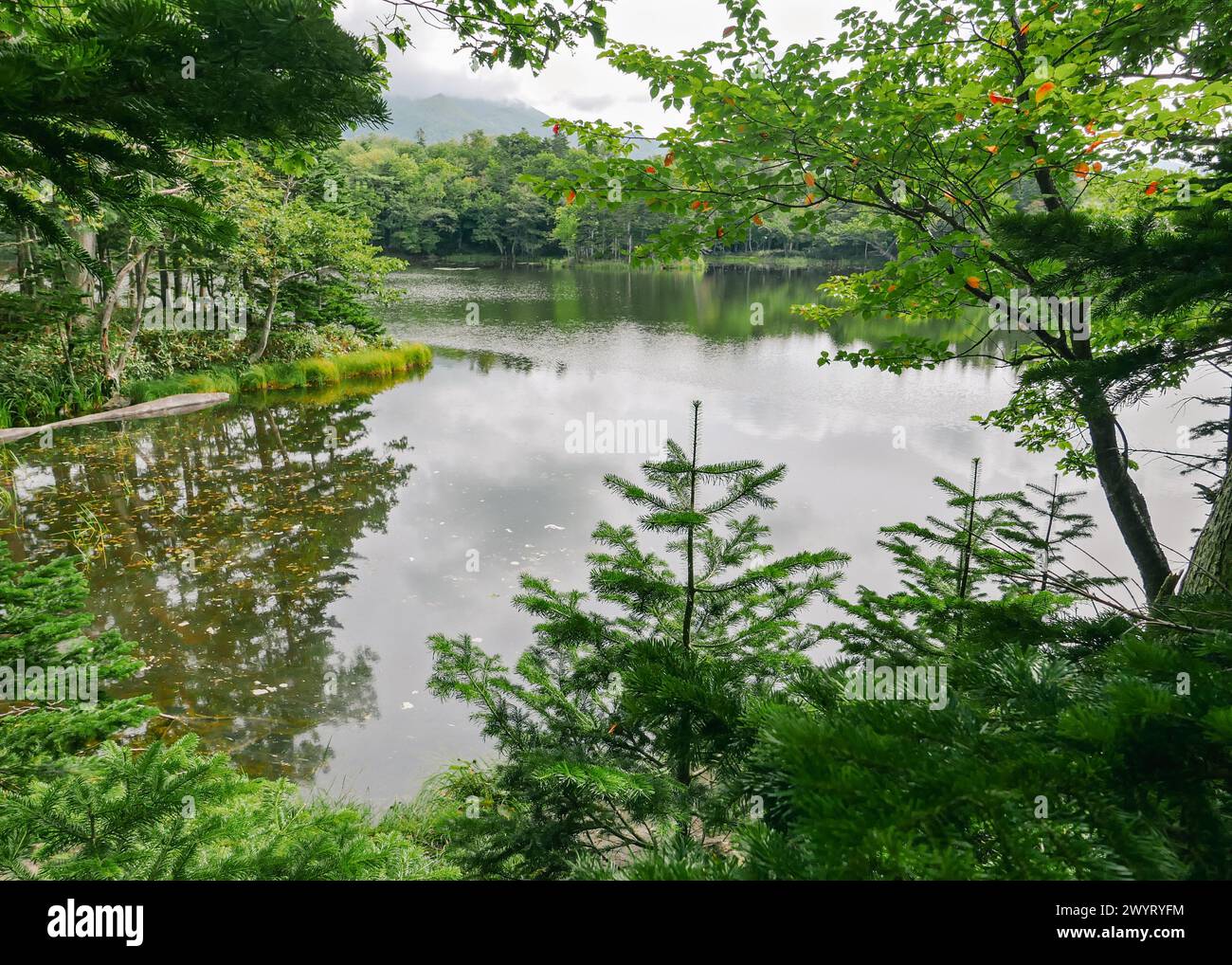 Eine attraktive Landschaft am Mittag des Spätsommers von einer Ecke des Yonko (vierten) Sees der Shiretoko Goko Seen im Shiretoko Nationalpark. Stockfoto