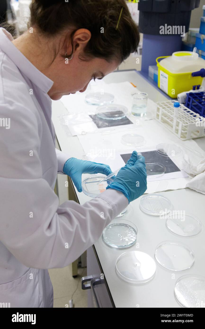 Biobide ist ein GLP-zertifiziertes Biotechnologieunternehmen, das Zebrafisch-Screening-Dienstleistungen für die pharmazeutische Industrie anbietet und sich auf Toxizitäts-, Sicherheits- und Wirksamkeitsmodelle für die frühzeitige Anwendung in der Arzneimittelforschung spezialisiert hat. Biobide verfügt über die Fähigkeit und Erfahrung, hocheffiziente und prädiktive Auswertungen über ein in-vitro-Assay-Format, Miramon Technology Park, Donostia, San Sebastian, Baskenland, Spanien. Stockfoto