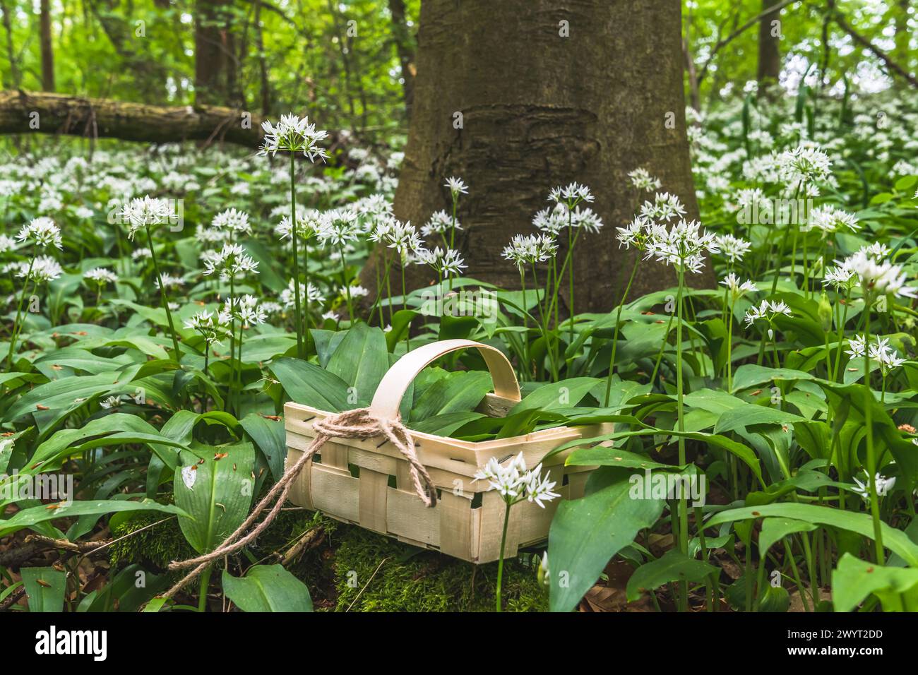 Frisch gepflückter wilder Knoblauch in einem Holzkorb im Wald. Frühlingskräuter. Vegane, gesunde Küche. Stockfoto