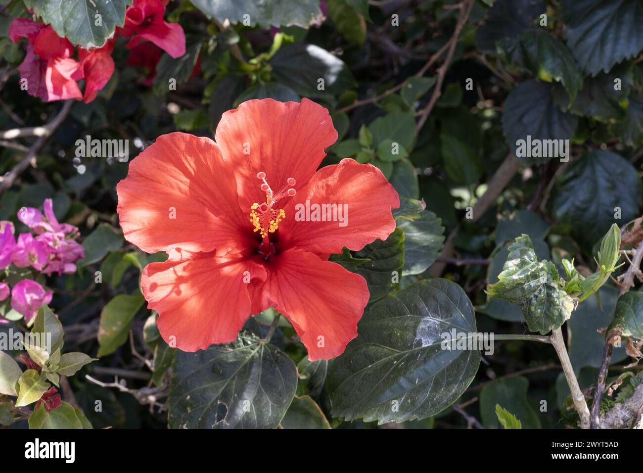 Scharlachrote Hibiskusblüte in voller Blüte. Stockfoto