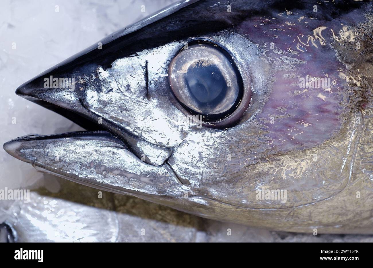 Thunfisch auf dem Fischmarkt. Getaria. Guipuzcoa. Baskenland. Spanien. Stockfoto