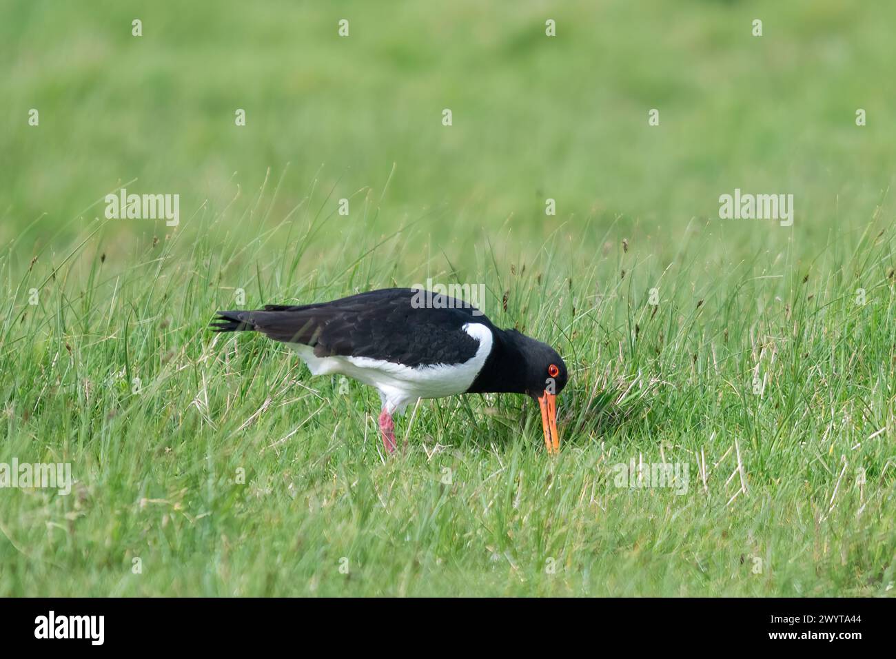 Austernfangvogel (Haematopus ostralegus), der im Frühjahr in Gras- oder Feuchtgebieten in Sümpfen lebt, Kent, England, Vereinigtes Königreich Stockfoto