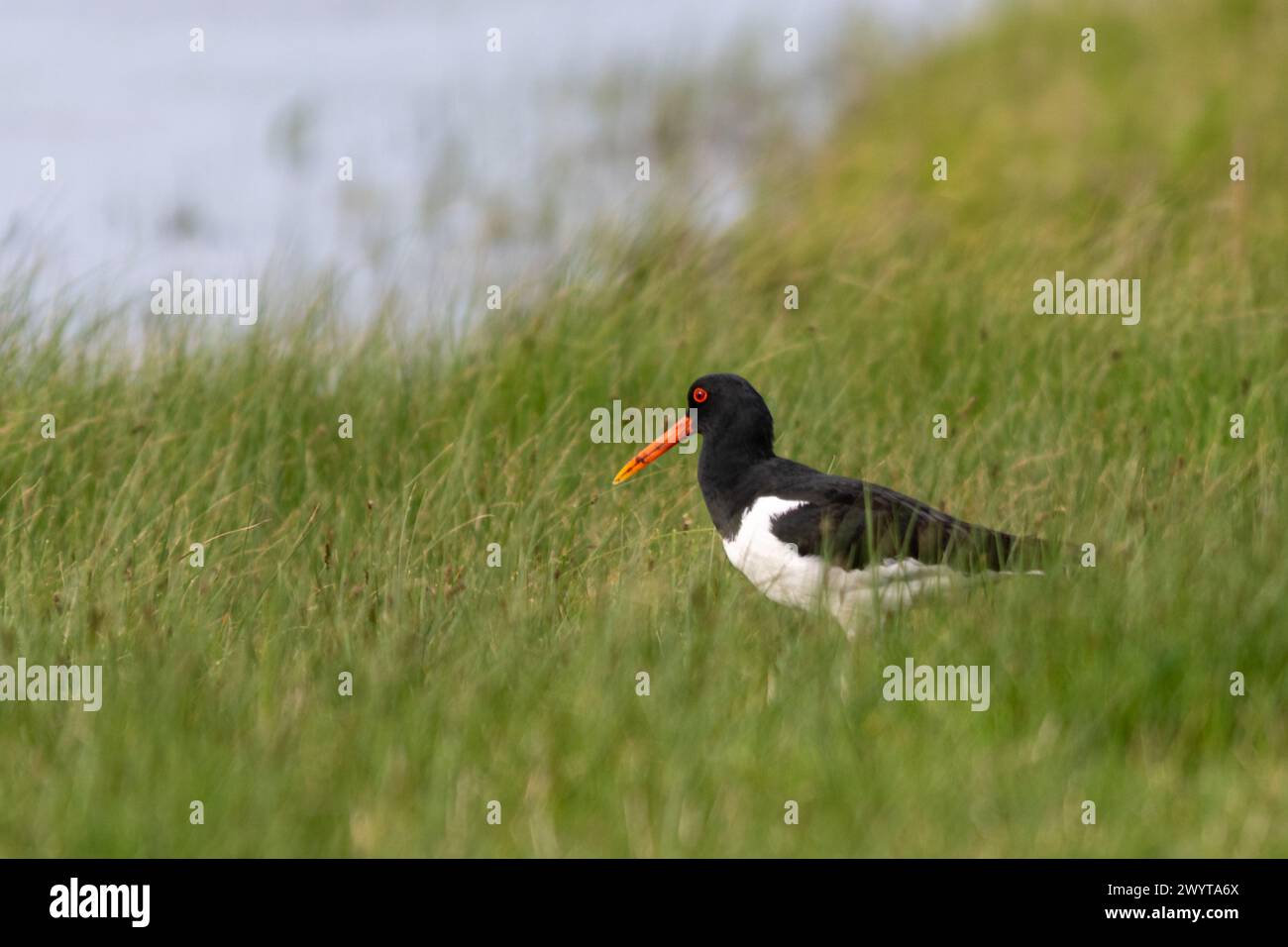 Austernfangvogel (Haematopus ostralegus) in Gras- oder Feuchtgebieten im Frühjahr, Kent, England, Vereinigtes Königreich Stockfoto
