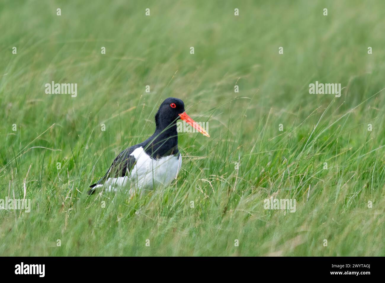 Austernfangvogel (Haematopus ostralegus) in Gras- oder Feuchtgebieten im Frühjahr, Kent, England, Vereinigtes Königreich Stockfoto