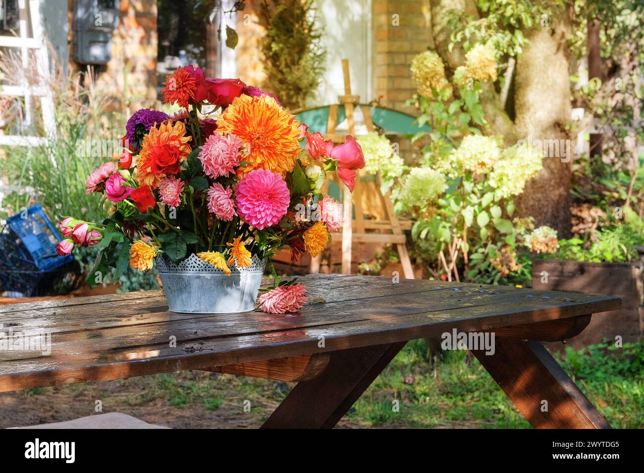 Rosen, Astern, Dahlien im Apfelgarten auf einem Holztisch. Floristisches Design. Blumen an sonnigem Tag. Landleben. Sonnig. Stockfoto