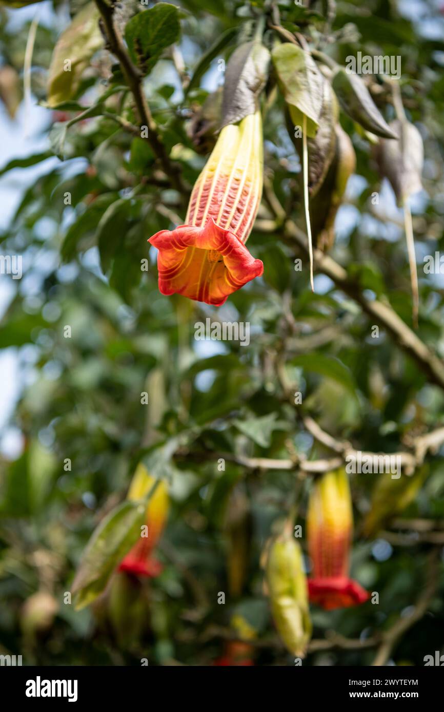 Floreipondio, Papallacta, Napo, Ecuador Stockfoto