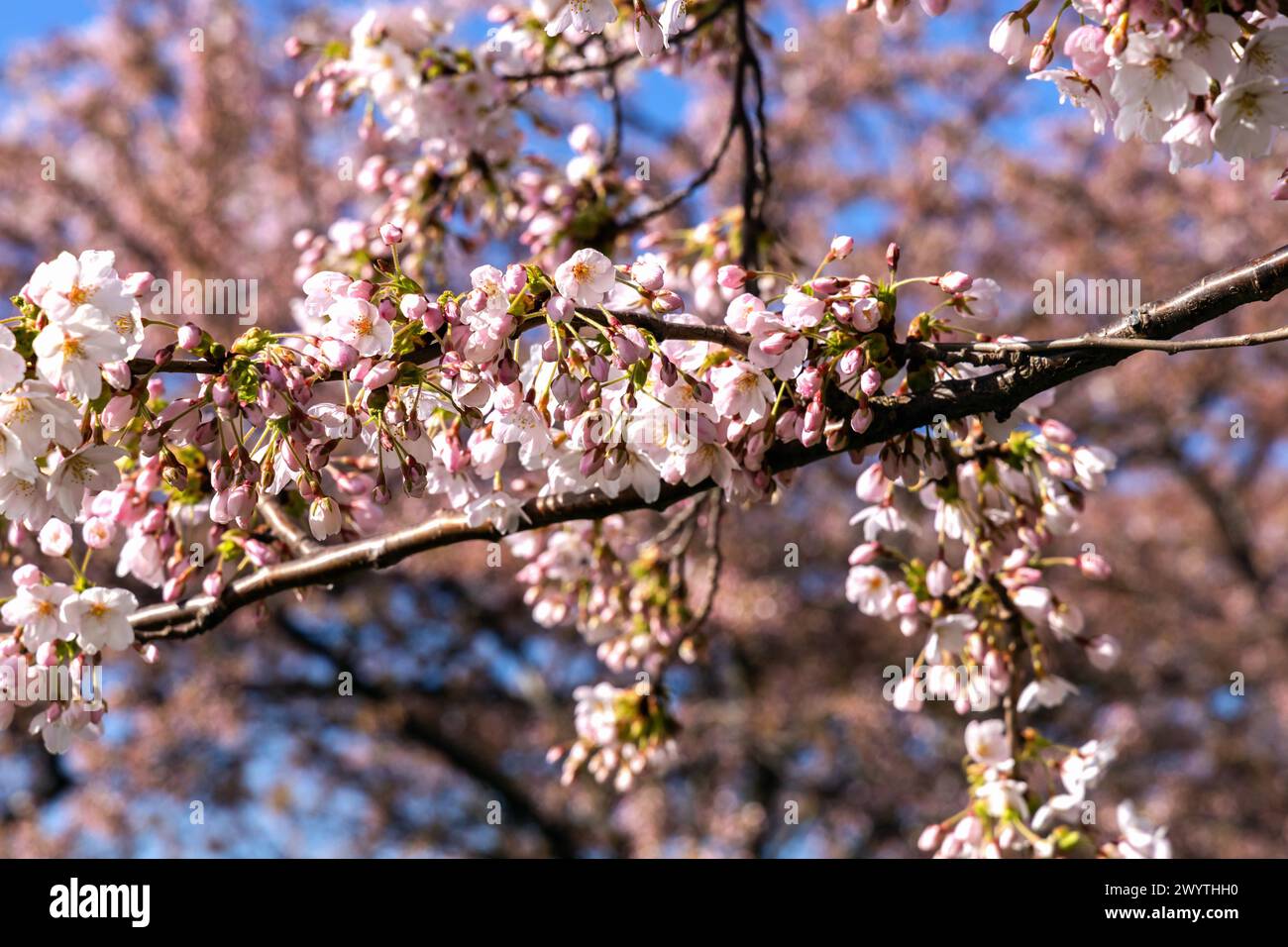 Kirschblüte im Langelinie Park an einem schönen Frühlingstag. Sakura Festival. Kopenhagen, Dänemark Stockfoto