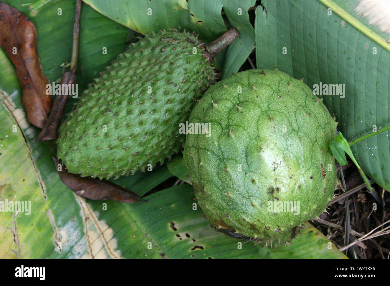 Essbare Früchte und Heilpflanzen. [Links] Soursop, Annona muricata, Annonaceae. [Rechts] Mountain Soursop, Annona montana, Annonaceae. Costa Rica. Stockfoto