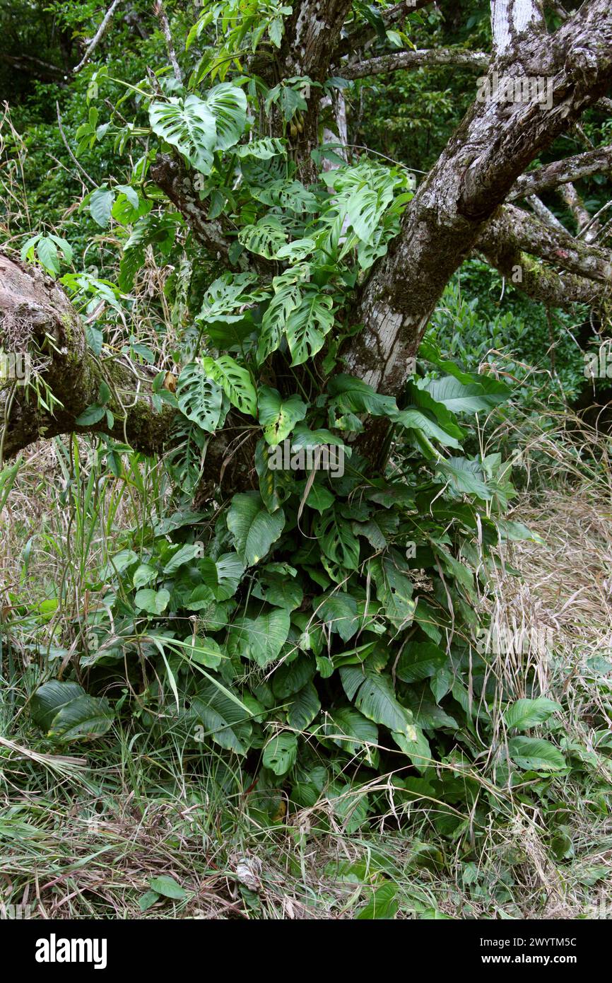 Ceriman oder Schweizer Käsepflanze, Monstera deliciosa, Araceae. Costa Rica, Mittelamerika. Stockfoto