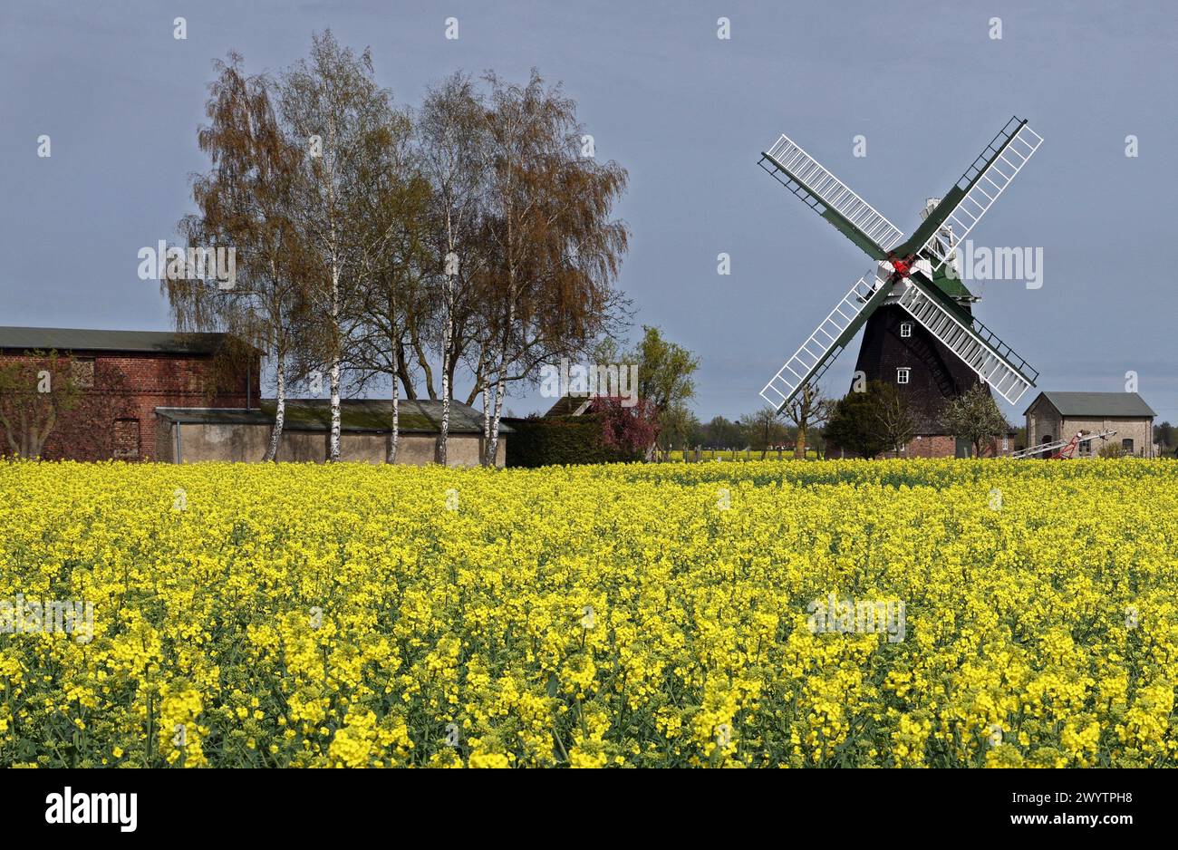 08. April 2024, Mecklenburg-Vorpommern, Rövershagen: Auf einem Feld vor der historischen Windmühle beginnt der Rapssaat zu blühen. Foto: Bernd Wüstneck/dpa Stockfoto