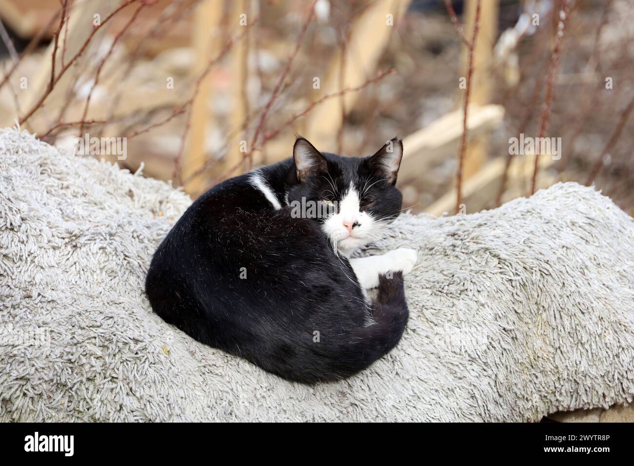Wütende weiße schwarze Katze, die auf dem Teppich in der Frühlingsstraße sitzt Stockfoto