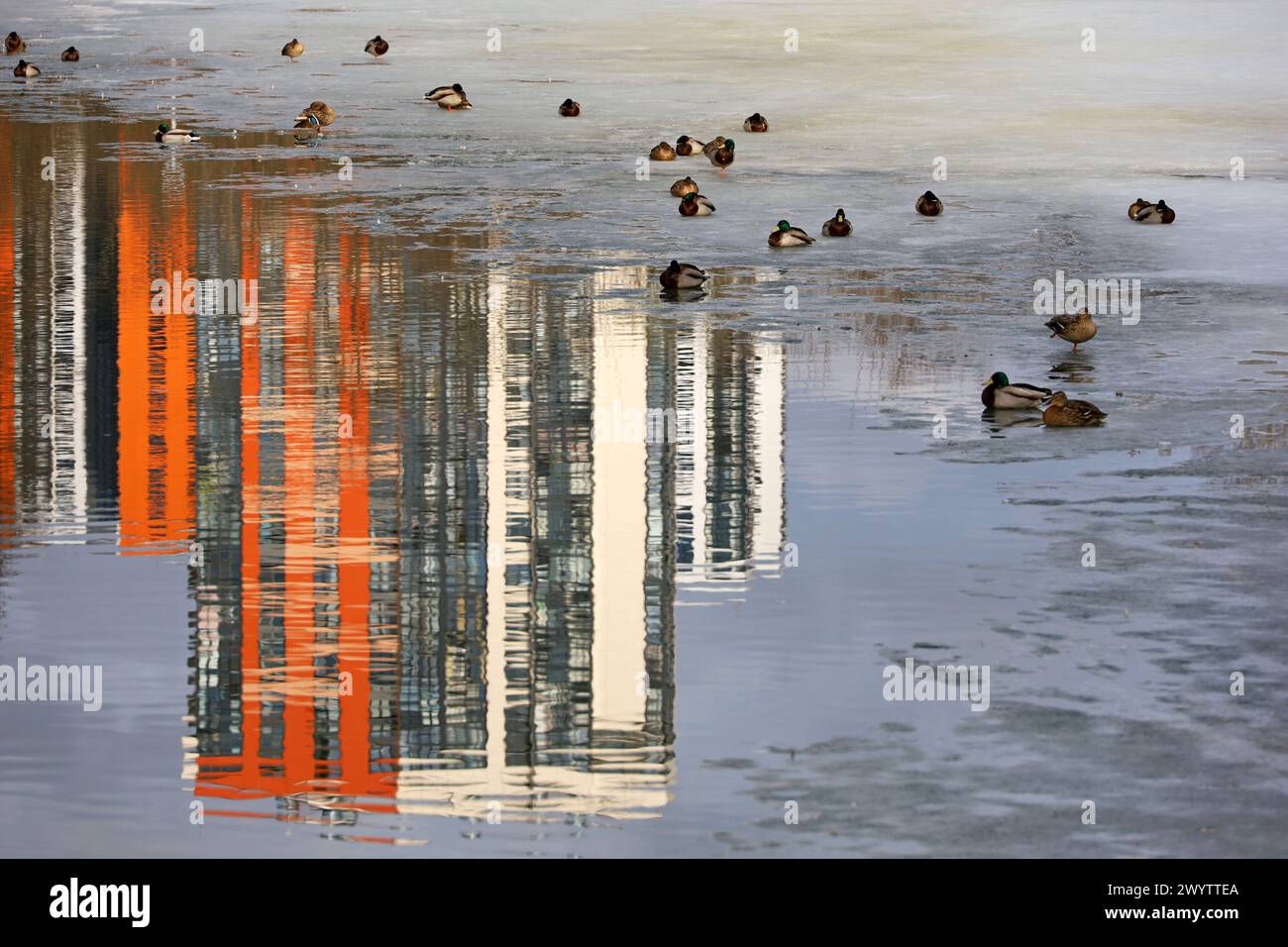 Quellsee mit Stockenten, die auf dem Eisrand sitzen und Gebäude spiegeln sich im Wasser Stockfoto