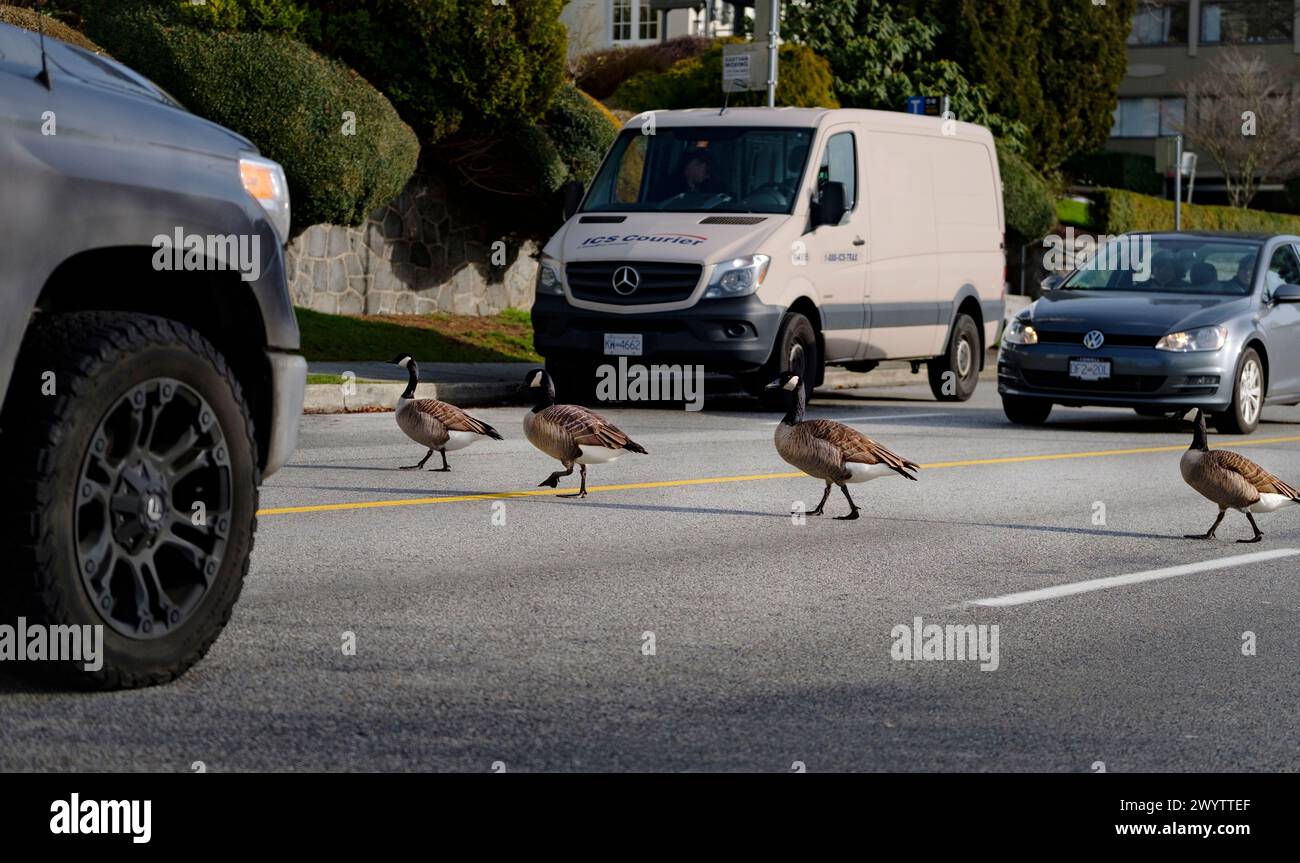 Vier Kanadänse laufen hintereinander, vorbei an einer Straße in der Innenstadt von Vancouver. Stockfoto