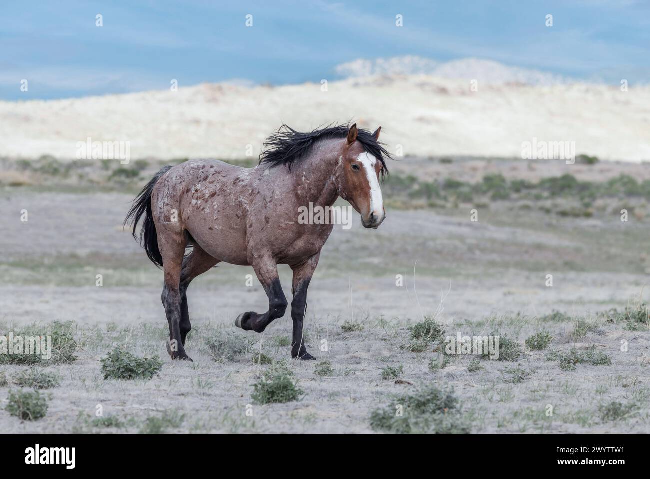Die Wildpferdeherde des Onaqui Mountain hat eine leichte bis mittelschwere Struktur und ist in Farben wie Sauerampfer, roan, Buchleder, Schwarz, Palomino, und grau. Stockfoto