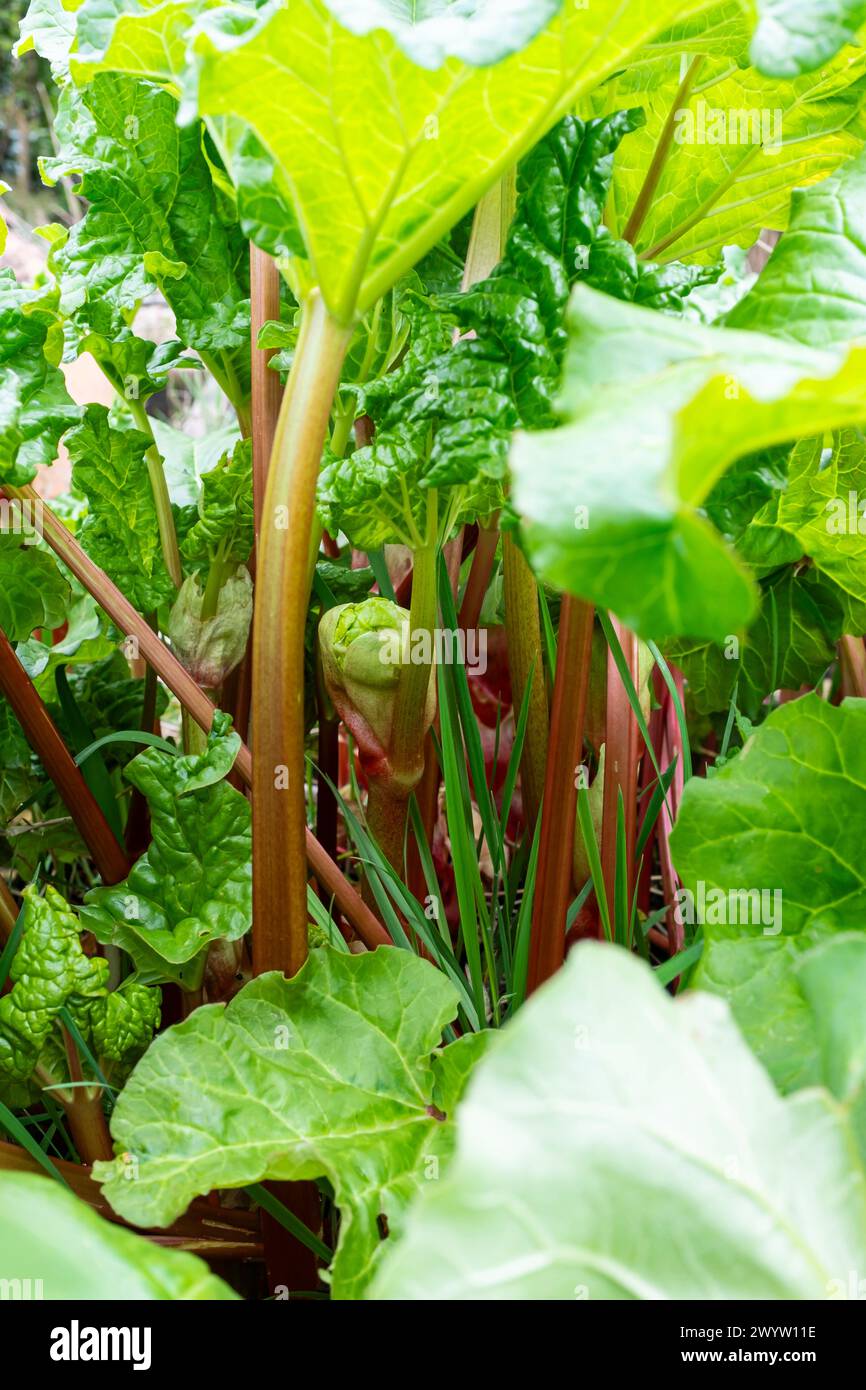 Rhabarber wächst in einem Gemüsegarten Stockfoto