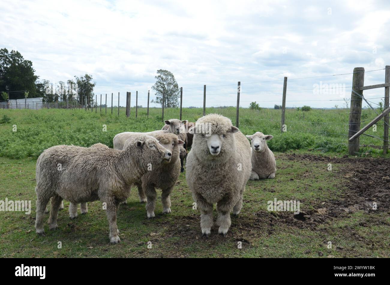 Eine Gruppe Schafe steht auf einem Feld mit einem Zaun im Hintergrund. Die Schafe haben verschiedene Farben und Größen, und einige legen sich hin. Die sc Stockfoto