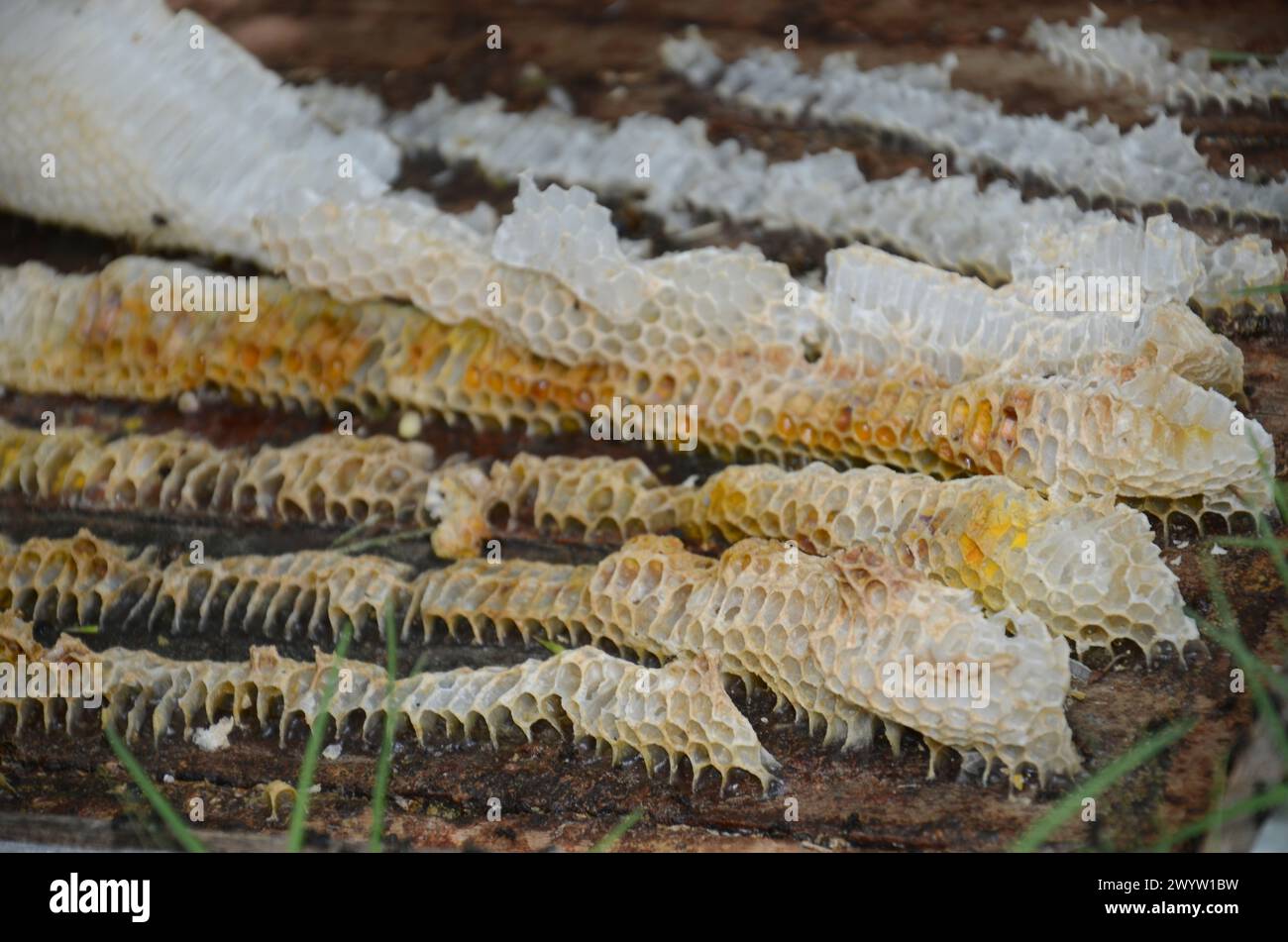 Ein Haufen Waben ist auf dem Boden. Die Wabe besteht aus Wachs und hat eine gelbliche Farbe Stockfoto