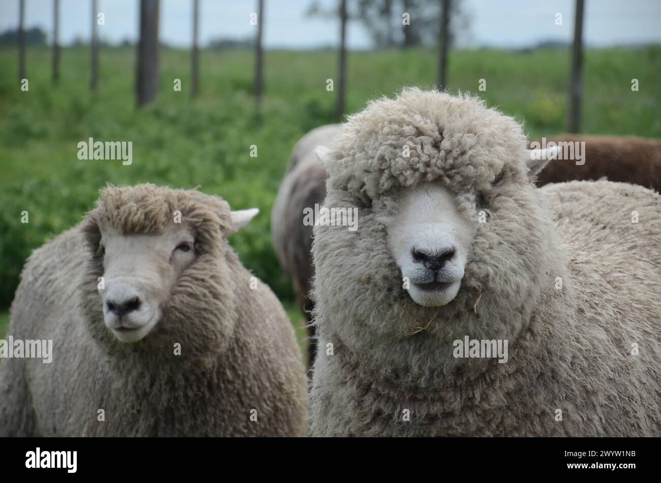 Eine Gruppe Schafe steht auf einem Feld mit einem Zaun im Hintergrund. Die Schafe haben verschiedene Farben und Größen, und einige legen sich hin. Die sc Stockfoto