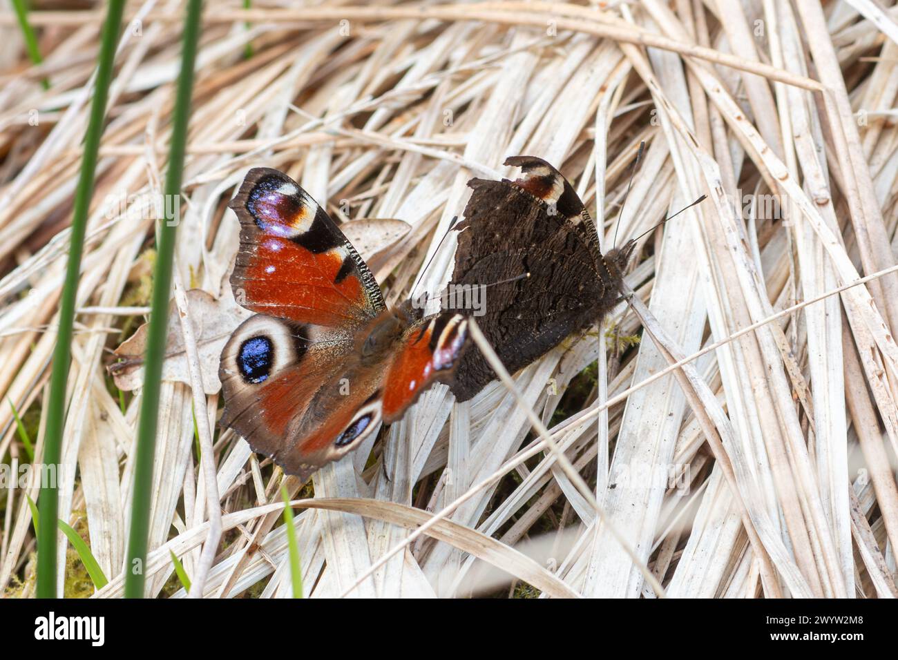 Paare Pfauenfalter (Aglais io), Balzverhalten im Frühjahr, England, Großbritannien Stockfoto