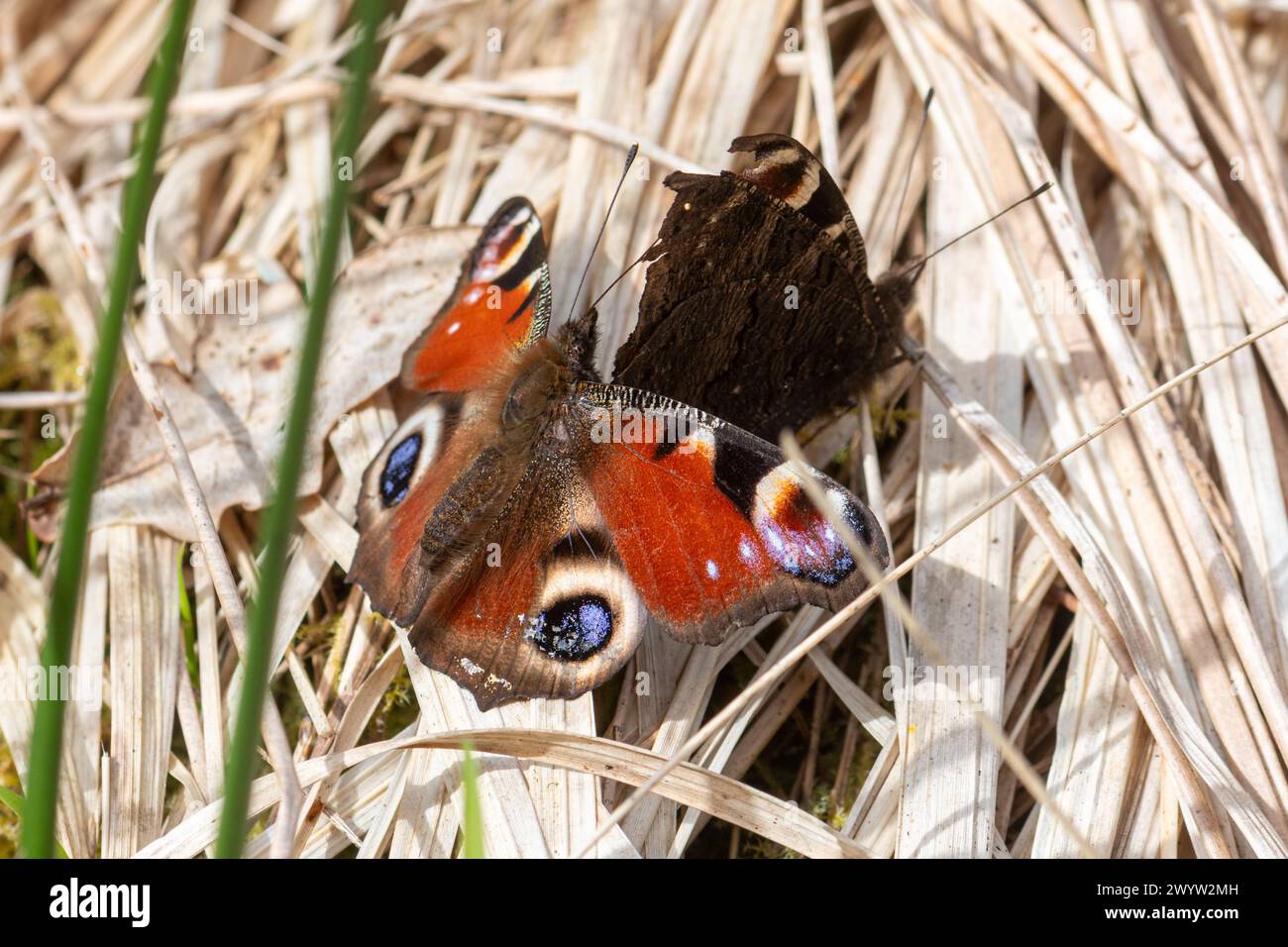 Paare Pfauenfalter (Aglais io), Balzverhalten im Frühjahr, England, Großbritannien Stockfoto
