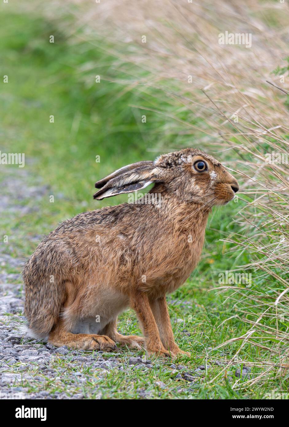 Braunhase (Lepus europaeus) Nahaufnahme in Grasland, Kent, England, Vereinigtes Königreich. Britische Tierwelt Stockfoto
