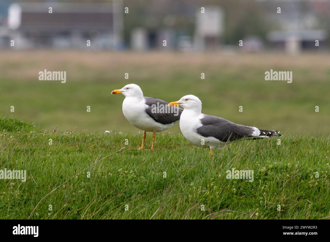 Zwei Möwen mit schwarzem Rücken (Larus fuscus), Kent, England, Großbritannien, mit hellgelben Beinen während der Brutsaison Stockfoto