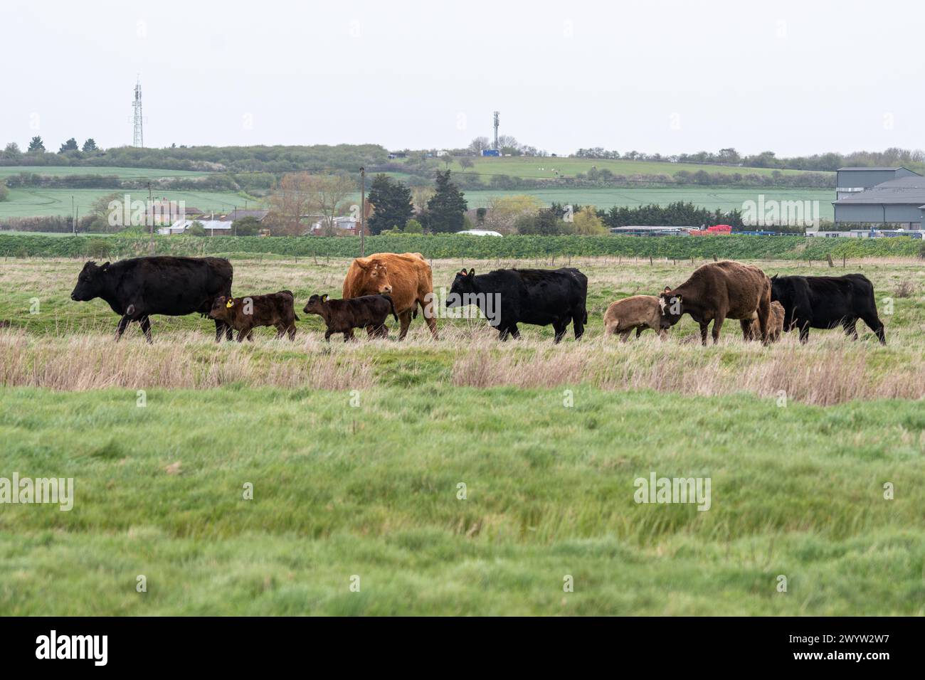 Weidevieh mit jungen Kälbern im Elmley Nature Reserve, Kent, England, Großbritannien Stockfoto