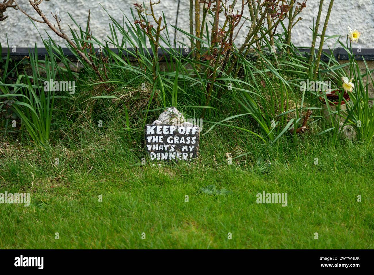 Schild, das den Leuten sagt, dass sie Gras fernhalten sollen, weil Tiere es fressen, Malltraeth, Anglesey Island, Wales, Großbritannien Stockfoto