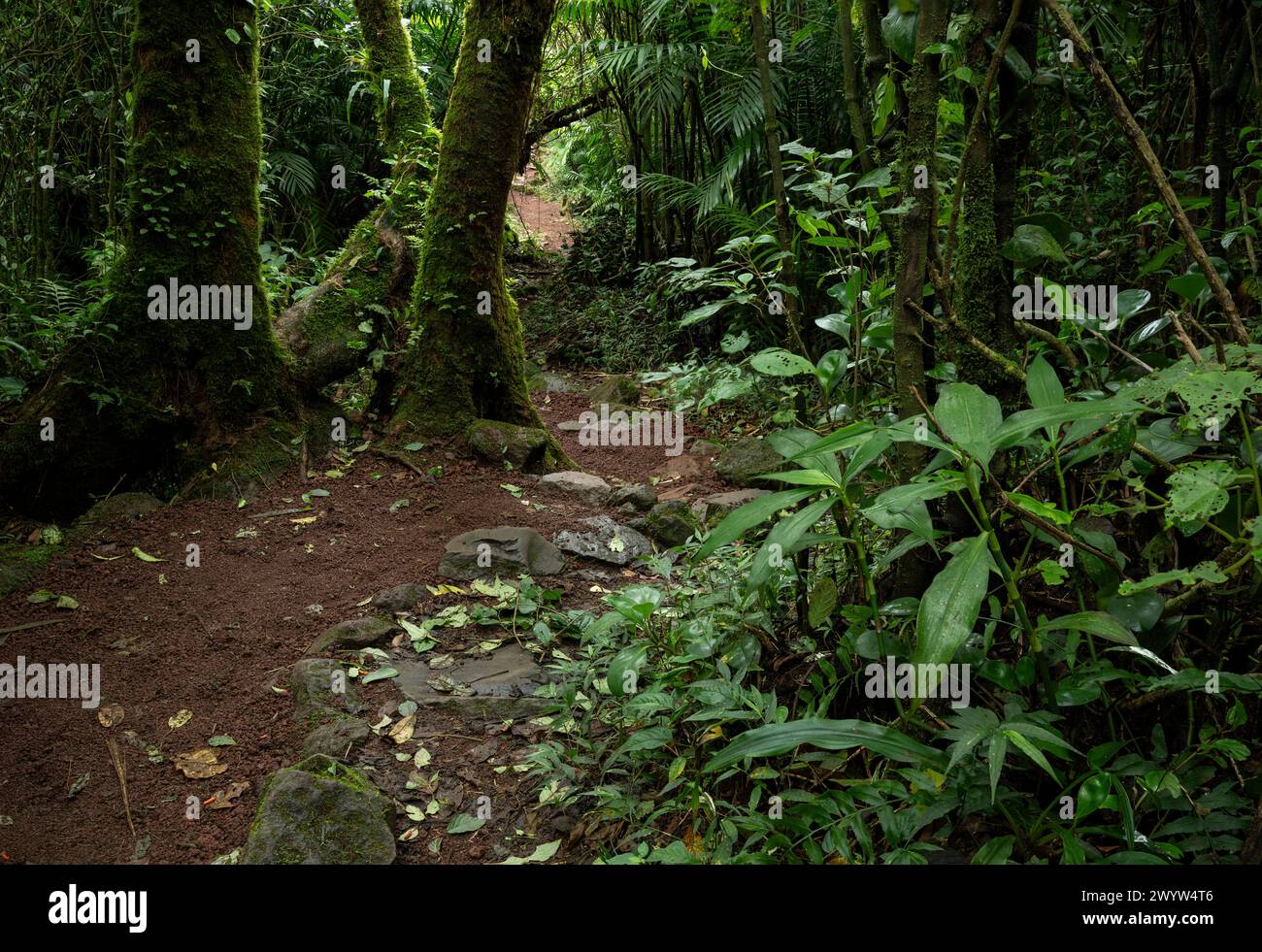 Reserva Natural Volcán Mombacho, Granada, Nicaragua, Mittelamerika Stockfoto